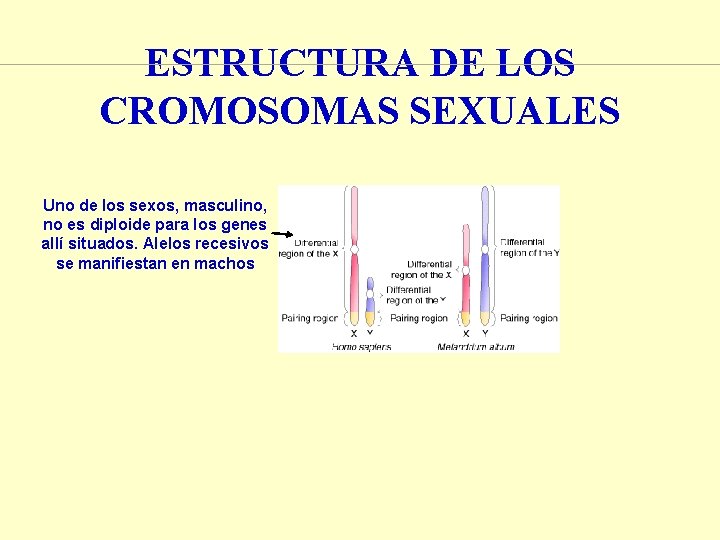 ESTRUCTURA DE LOS CROMOSOMAS SEXUALES Uno de los sexos, masculino, no es diploide para ESTRUCTURA DE LOS CROMOSOMAS SEXUALES Uno de los sexos, masculino, no es diploide para