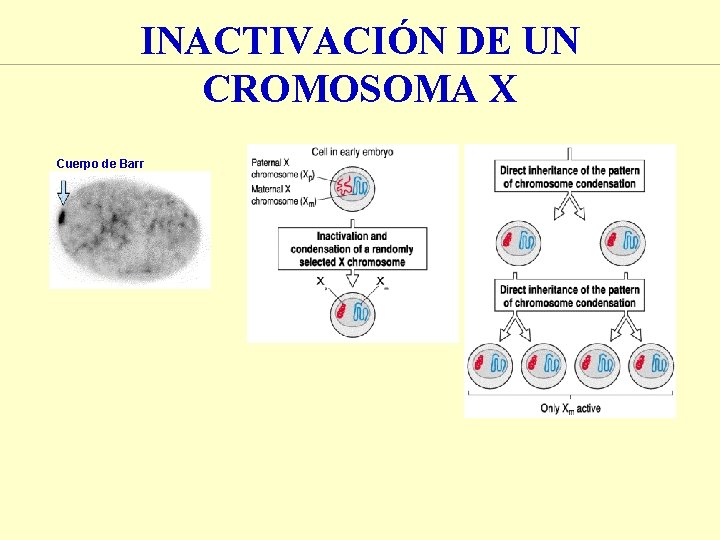 INACTIVACIÓN DE UN CROMOSOMA X Cuerpo de Barr INACTIVACIÓN DE UN CROMOSOMA X Cuerpo de Barr