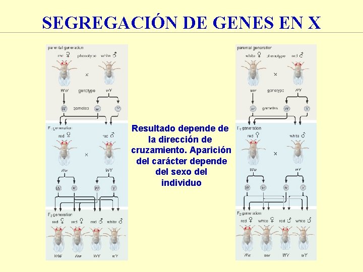SEGREGACIÓN DE GENES EN X Resultado depende de la dirección de cruzamiento. Aparición del SEGREGACIÓN DE GENES EN X Resultado depende de la dirección de cruzamiento. Aparición del