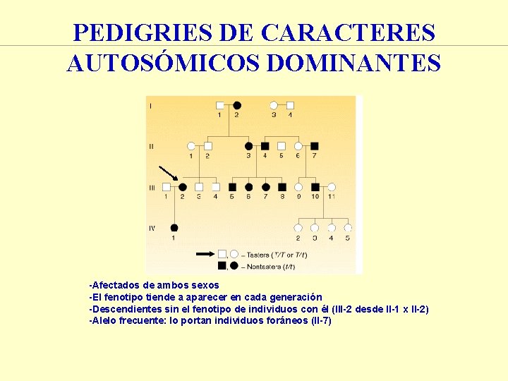 PEDIGRIES DE CARACTERES AUTOSÓMICOS DOMINANTES -Afectados de ambos sexos -El fenotipo tiende a aparecer PEDIGRIES DE CARACTERES AUTOSÓMICOS DOMINANTES -Afectados de ambos sexos -El fenotipo tiende a aparecer
