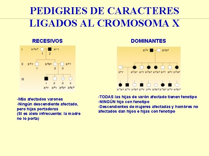 PEDIGRIES DE CARACTERES LIGADOS AL CROMOSOMA X RECESIVOS -Más afectados varones -Ningún descendiente afectado, PEDIGRIES DE CARACTERES LIGADOS AL CROMOSOMA X RECESIVOS -Más afectados varones -Ningún descendiente afectado,