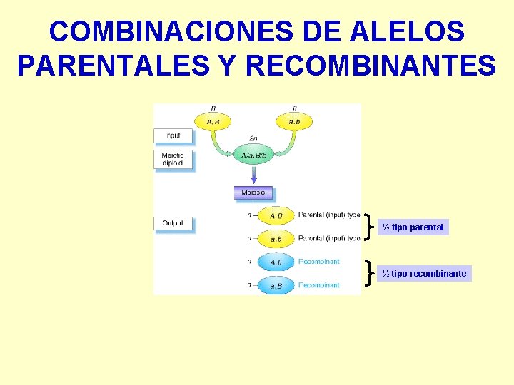COMBINACIONES DE ALELOS PARENTALES Y RECOMBINANTES ½ tipo parental ½ tipo recombinante COMBINACIONES DE ALELOS PARENTALES Y RECOMBINANTES ½ tipo parental ½ tipo recombinante