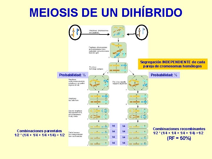 MEIOSIS DE UN DIHÍBRIDO b B a A Segregación INDEPENDIENTE de cada pareja de MEIOSIS DE UN DIHÍBRIDO b B a A Segregación INDEPENDIENTE de cada pareja de
