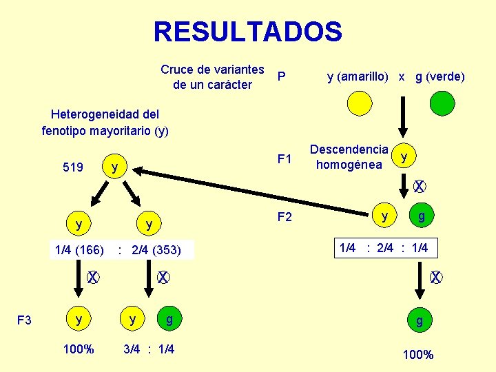 RESULTADOS Cruce de variantes de un carácter P y (amarillo) x g (verde) Heterogeneidad RESULTADOS Cruce de variantes de un carácter P y (amarillo) x g (verde) Heterogeneidad