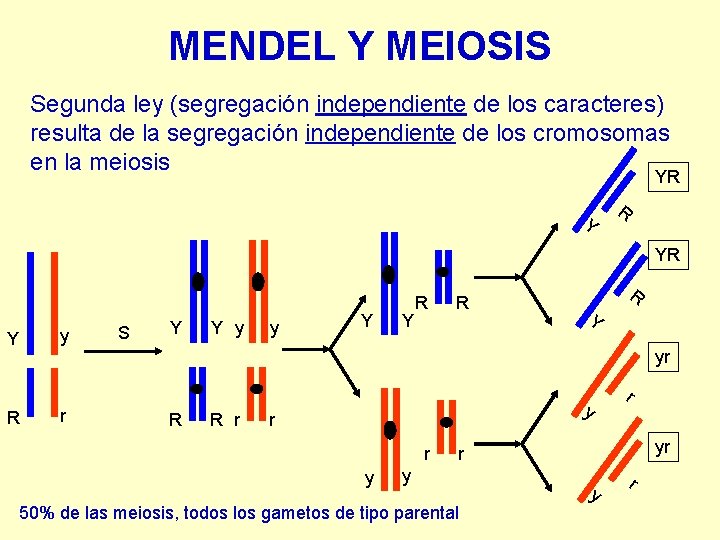 MENDEL Y MEIOSIS Segunda ley (segregación independiente de los caracteres) resulta de la segregación MENDEL Y MEIOSIS Segunda ley (segregación independiente de los caracteres) resulta de la segregación