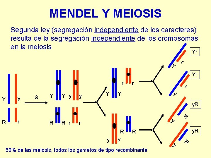 MENDEL Y MEIOSIS Segunda ley (segregación independiente de los caracteres) resulta de la segregación MENDEL Y MEIOSIS Segunda ley (segregación independiente de los caracteres) resulta de la segregación