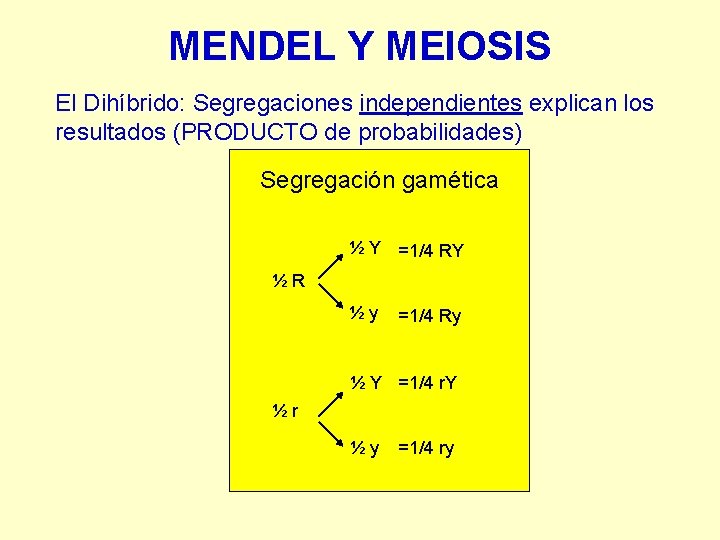 MENDEL Y MEIOSIS El Dihíbrido: Segregaciones independientes explican los resultados (PRODUCTO de probabilidades) Segregación MENDEL Y MEIOSIS El Dihíbrido: Segregaciones independientes explican los resultados (PRODUCTO de probabilidades) Segregación