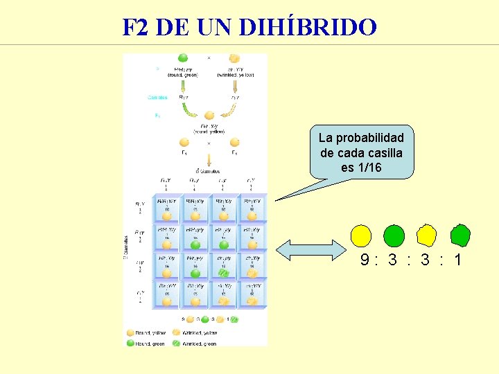 F 2 DE UN DIHÍBRIDO La probabilidad de cada casilla es 1/16 9: 3 F 2 DE UN DIHÍBRIDO La probabilidad de cada casilla es 1/16 9: 3