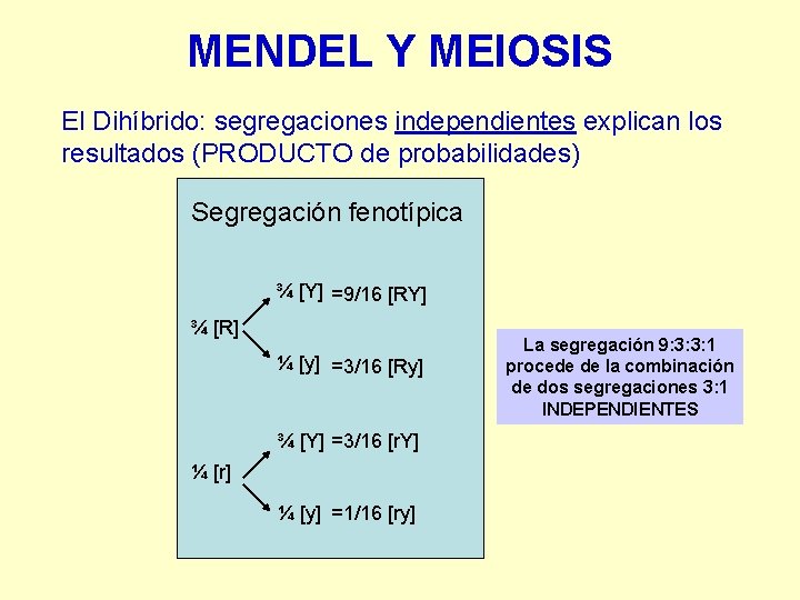 MENDEL Y MEIOSIS El Dihíbrido: segregaciones independientes explican los resultados (PRODUCTO de probabilidades) Segregación MENDEL Y MEIOSIS El Dihíbrido: segregaciones independientes explican los resultados (PRODUCTO de probabilidades) Segregación