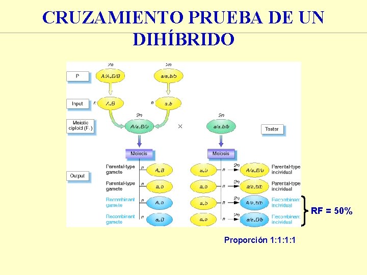 CRUZAMIENTO PRUEBA DE UN DIHÍBRIDO RF = 50% Proporción 1: 1: 1: 1 CRUZAMIENTO PRUEBA DE UN DIHÍBRIDO RF = 50% Proporción 1: 1: 1: 1