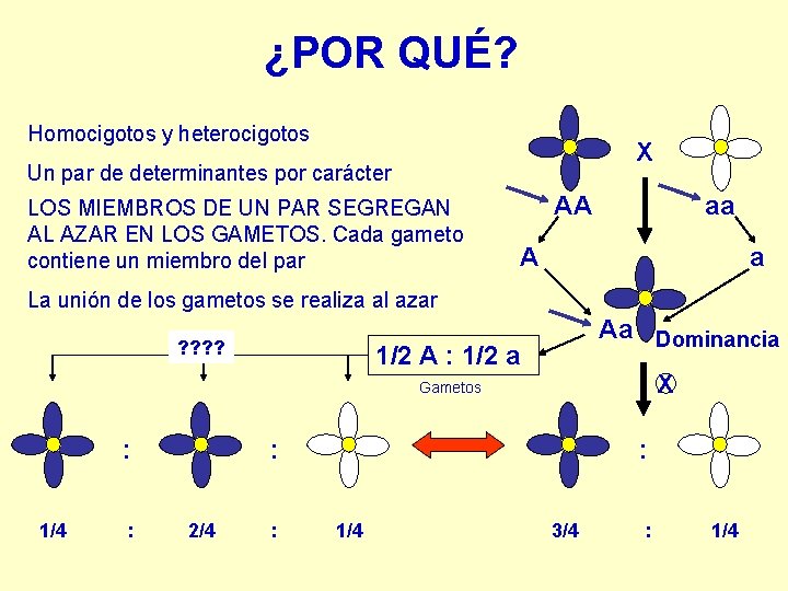 ¿POR QUÉ? Homocigotos y heterocigotos X Un par de determinantes por carácter LOS MIEMBROS ¿POR QUÉ? Homocigotos y heterocigotos X Un par de determinantes por carácter LOS MIEMBROS