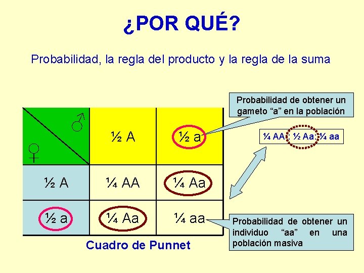 ¿POR QUÉ? Probabilidad, la regla del producto y la regla de la suma ♂ ¿POR QUÉ? Probabilidad, la regla del producto y la regla de la suma ♂