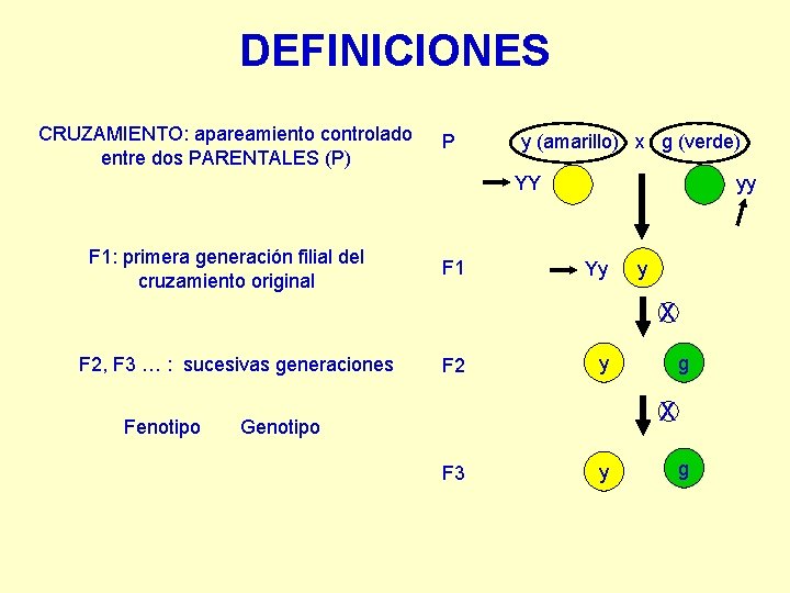DEFINICIONES CRUZAMIENTO: apareamiento controlado entre dos PARENTALES (P) P y (amarillo) x g (verde) DEFINICIONES CRUZAMIENTO: apareamiento controlado entre dos PARENTALES (P) P y (amarillo) x g (verde)