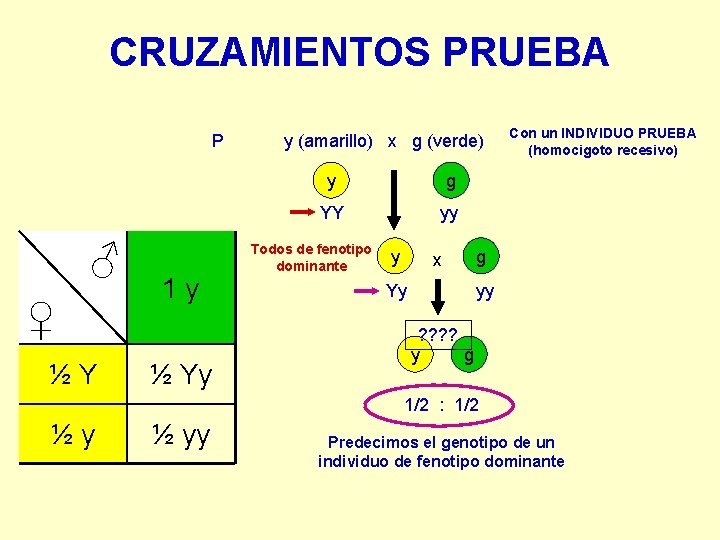 CRUZAMIENTOS PRUEBA P ♂ ♀ ½Y 1 y ½ Yy y (amarillo) x g CRUZAMIENTOS PRUEBA P ♂ ♀ ½Y 1 y ½ Yy y (amarillo) x g