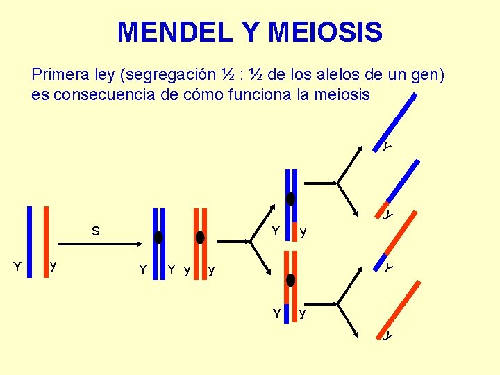 MENDEL Y MEIOSIS Primera ley (segregación ½ : ½ de los alelos de un MENDEL Y MEIOSIS Primera ley (segregación ½ : ½ de los alelos de un