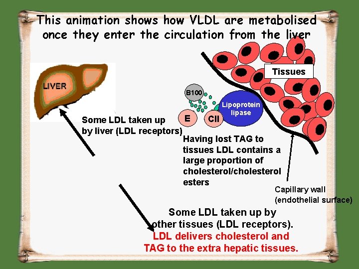 This animation shows how VLDL are metabolised once they enter the circulation from the