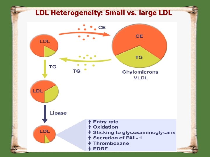 LDL Heterogeneity: Small vs. large LDL 