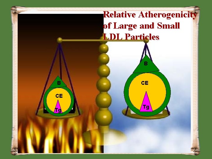 Relative Atherogenicity of Large and Small LDL Particles B B CE CE Tg Tg