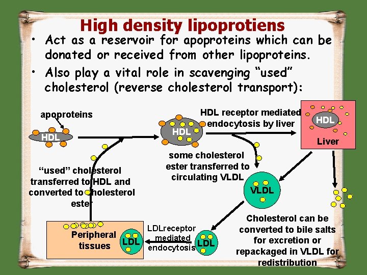 High density lipoprotiens • Act as a reservoir for apoproteins which can be donated