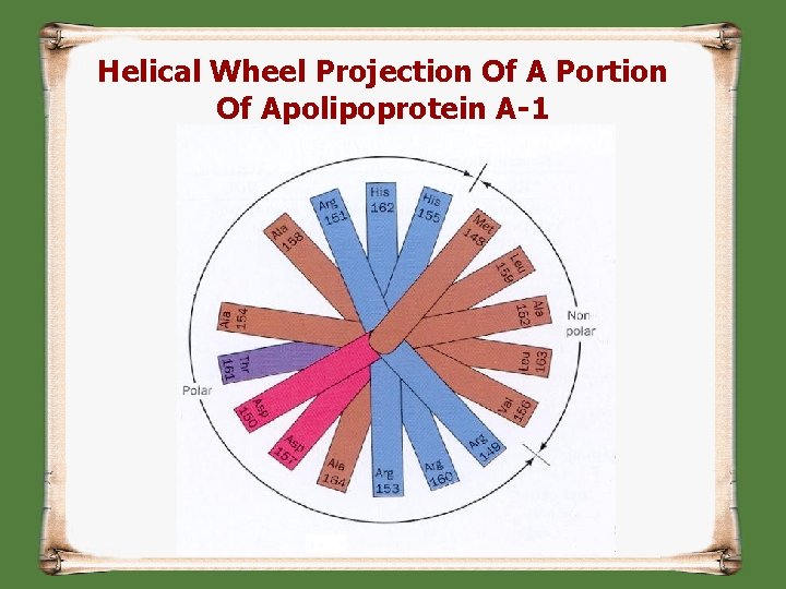 Helical Wheel Projection Of A Portion Of Apolipoprotein A-1 