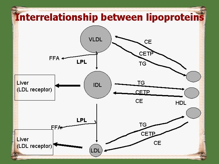 Interrelationship between lipoproteins VLDL FFA CE CETP LPL Liver (LDL receptor) TG IDL TG