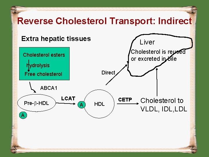 Reverse Cholesterol Transport: Indirect Extra hepatic tissues Liver Cholesterol is reused or excreted in