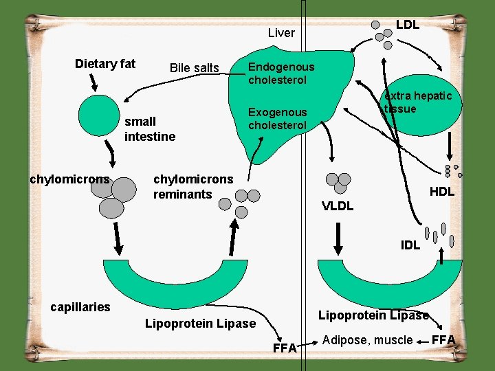 LDL Liver Dietary fat Bile salts small intestine chylomicrons Endogenous cholesterol extra hepatic tissue