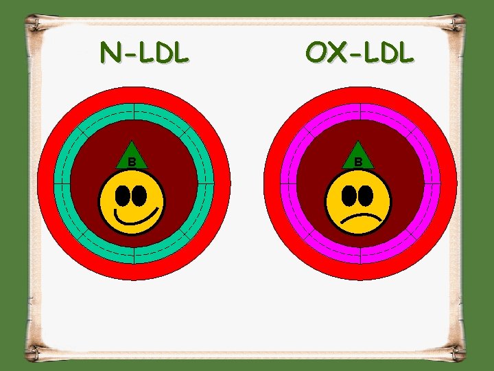 N-LDL B OX-LDL B 