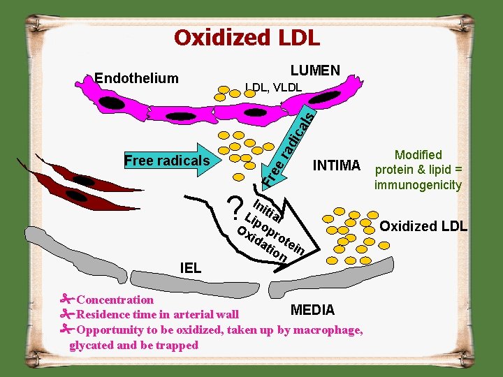 Oxidized LDL LUMEN Endothelium ra dic als LDL, VLDL INTIMA Fr ee Free radicals