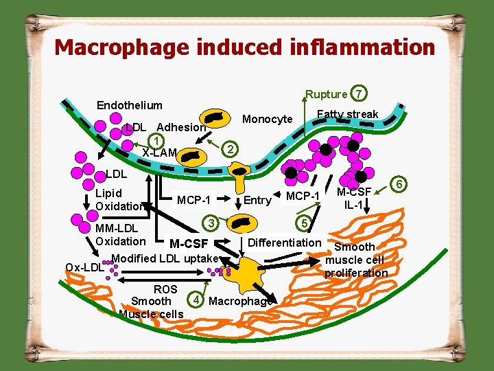 Macrophage induced inflammation Rupture 7 Endothelium Fatty streak Monocyte LDL Adhesion 1 X-LAM 2