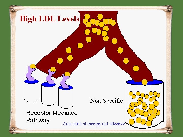 High LDL Levels Non-Specific Receptor Mediated Pathway Anti-oxidant therapy not effective 