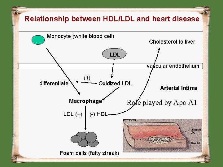 Relationship between HDL/LDL and heart disease Monocyte (white blood cell) Cholesterol to liver LDL