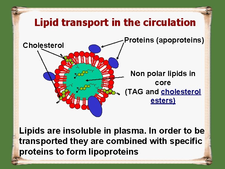 Lipid transport in the circulation Cholesterol Proteins (apoproteins) Non polar lipids in core (TAG