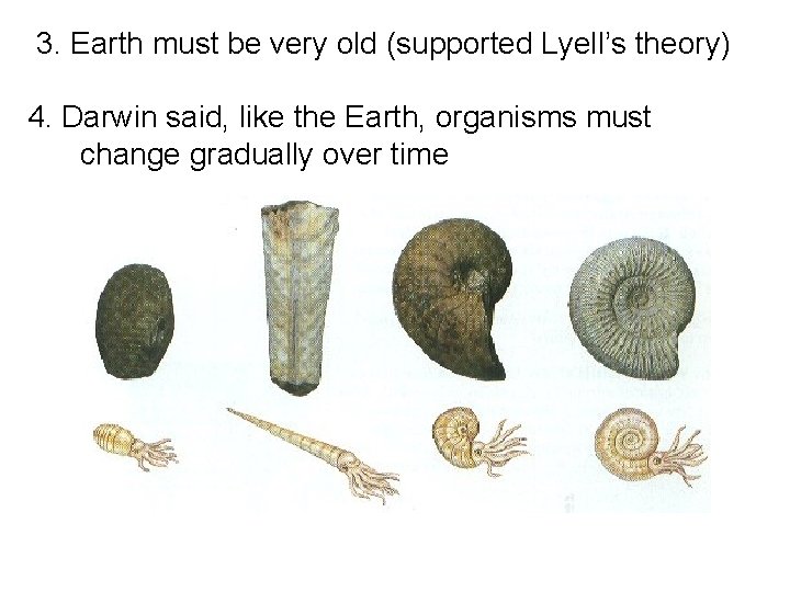  3. Earth must be very old (supported Lyell’s theory) 4. Darwin said, like