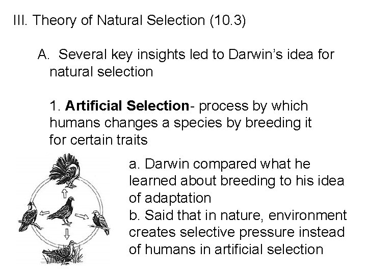 III. Theory of Natural Selection (10. 3) A. Several key insights led to Darwin’s
