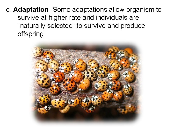 c. Adaptation- Some adaptations allow organism to survive at higher rate and individuals are