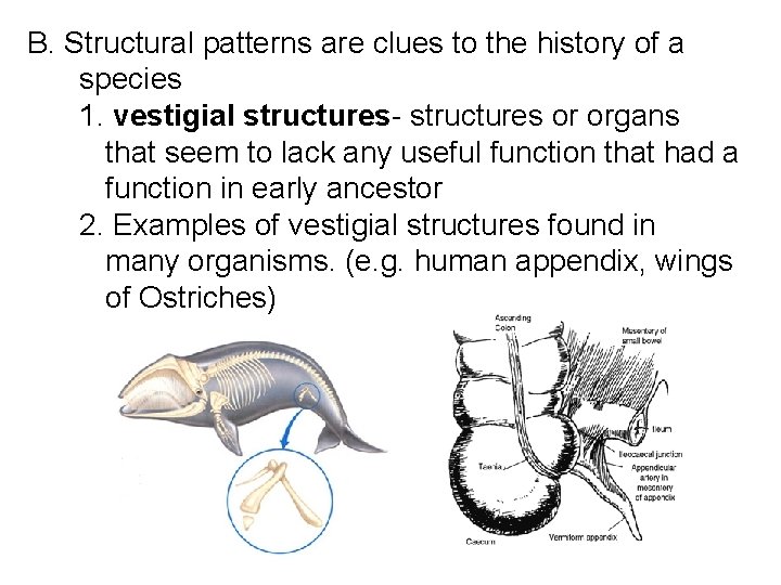 B. Structural patterns are clues to the history of a species 1. vestigial structures-