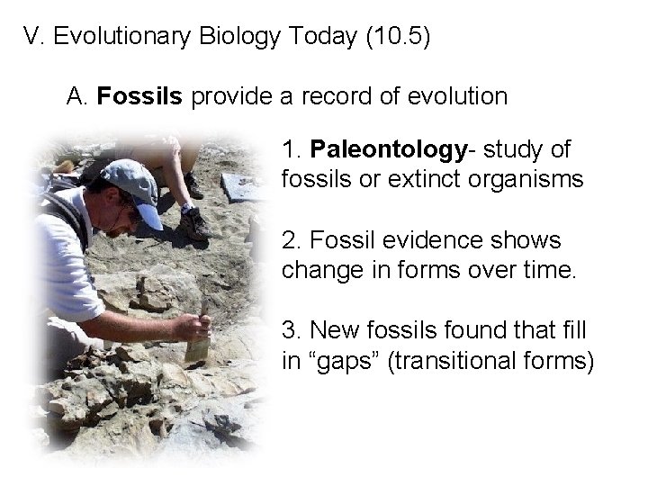 V. Evolutionary Biology Today (10. 5) A. Fossils provide a record of evolution 1.