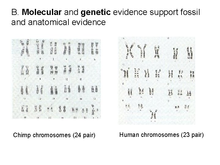 B. Molecular and genetic evidence support fossil and anatomical evidence Chimp chromosomes (24 pair)