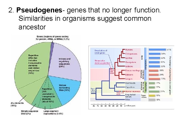  2. Pseudogenes- genes that no longer function. Similarities in organisms suggest common ancestor