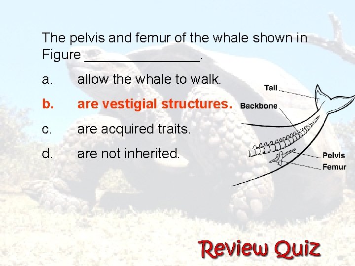  The pelvis and femur of the whale shown in Figure ________. a. allow