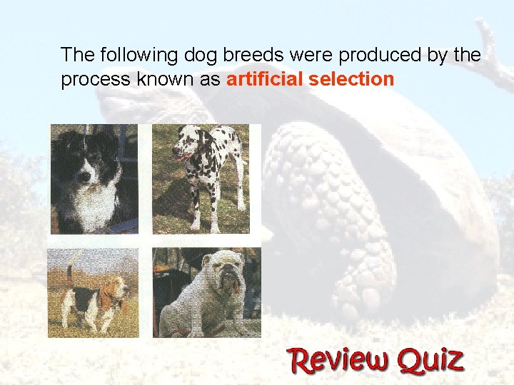  The following dog breeds were produced by the process known as artificial selection