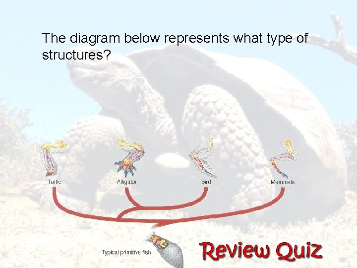  The diagram below represents what type of structures? 