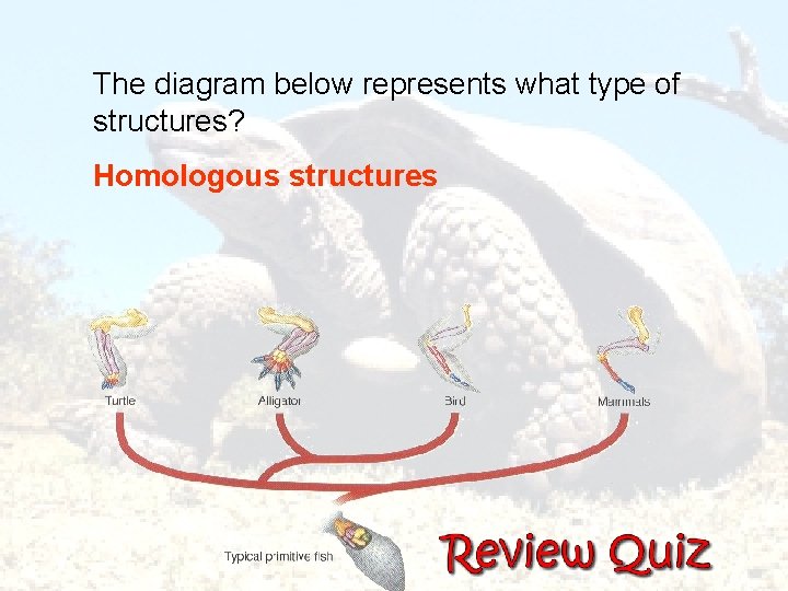  The diagram below represents what type of structures? Homologous structures 