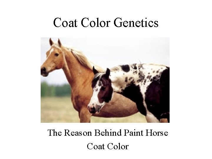 Coat Color The Reason Behind Paint Horse