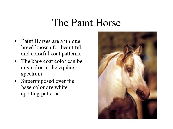 Coat Color The Reason Behind Paint Horse