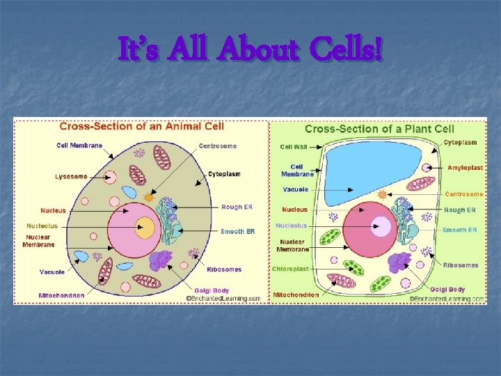 It’s All About Cells! 