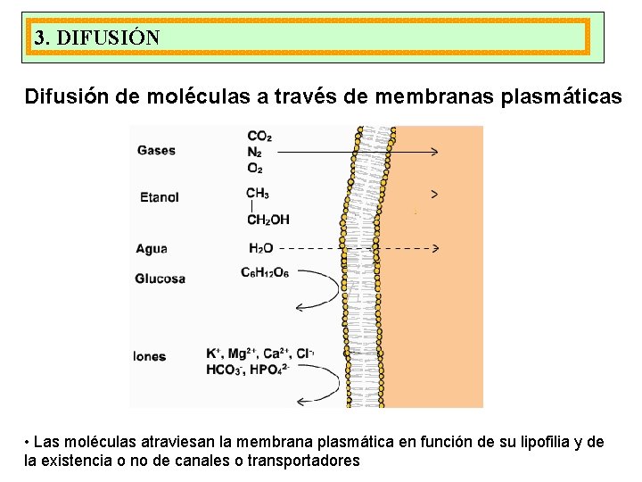 3. DIFUSIÓN Difusión de moléculas a través de membranas plasmáticas • Las moléculas atraviesan