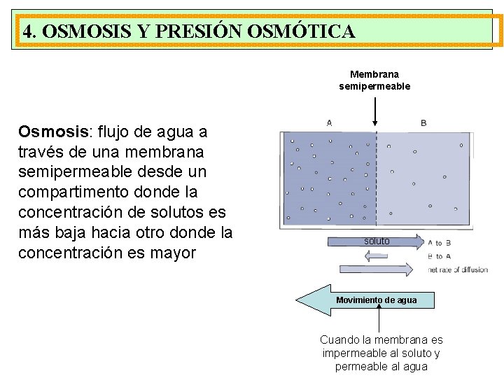 4. OSMOSIS Y PRESIÓN OSMÓTICA Membrana semipermeable Osmosis: flujo de agua a través de