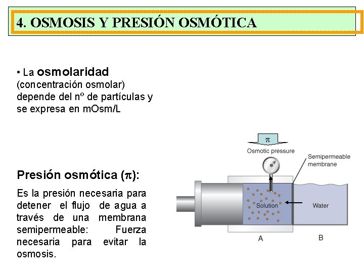 4. OSMOSIS Y PRESIÓN OSMÓTICA • La osmolaridad (concentración osmolar) depende del nº de